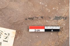 Foto (Detailsansicht) von Quercus palaeoilex Ettingshausen (NHMW-GEO-2024-0188-0781)